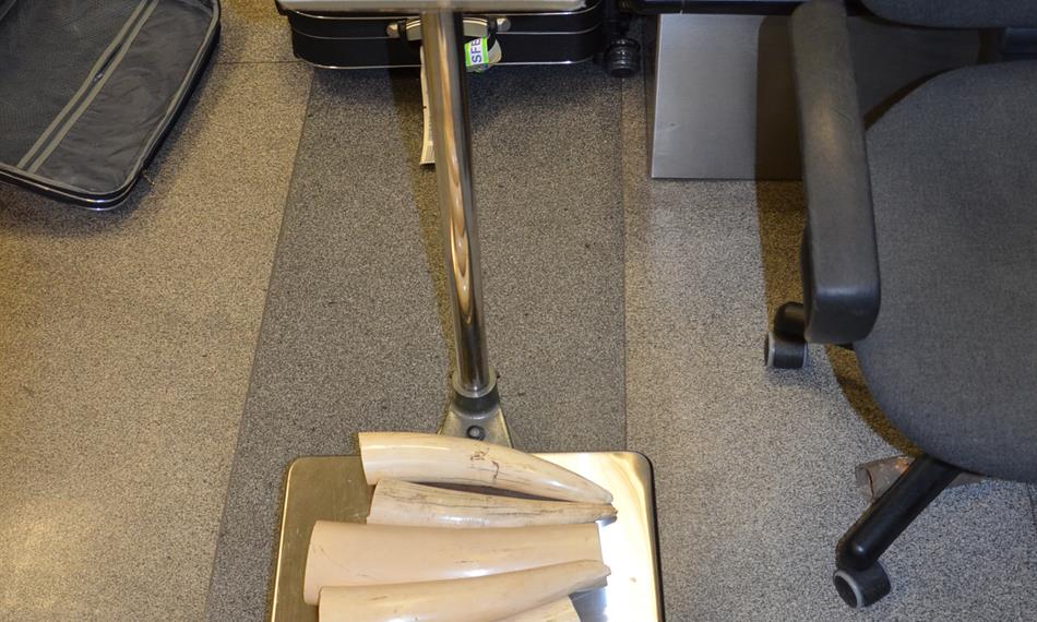 2014-2-24-122212. foto-sloní kly.jpg